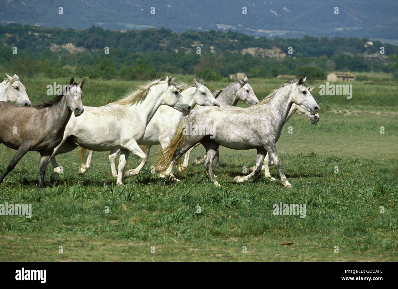 LIPIZZAN HORSE, HERD TROTTING THROUGH MEADOW Stock Photo