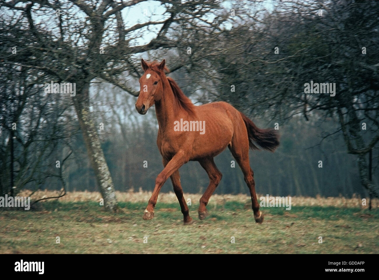 SELLE FRANCAIS HORSE, ADULT TROTTING Stock Photo