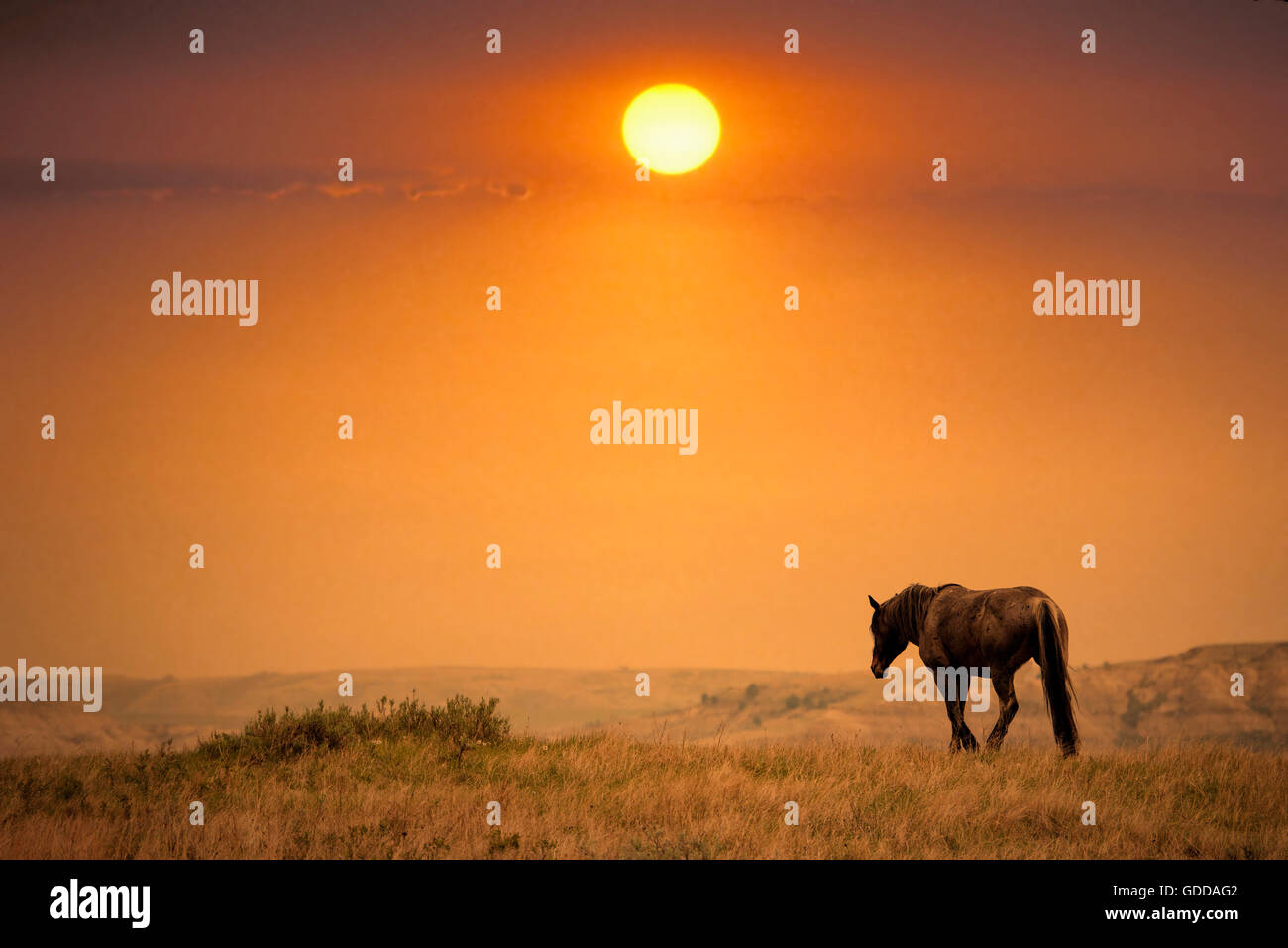 wild horse,Theodore Roosevelt National Park,North Dakota Stock Photo