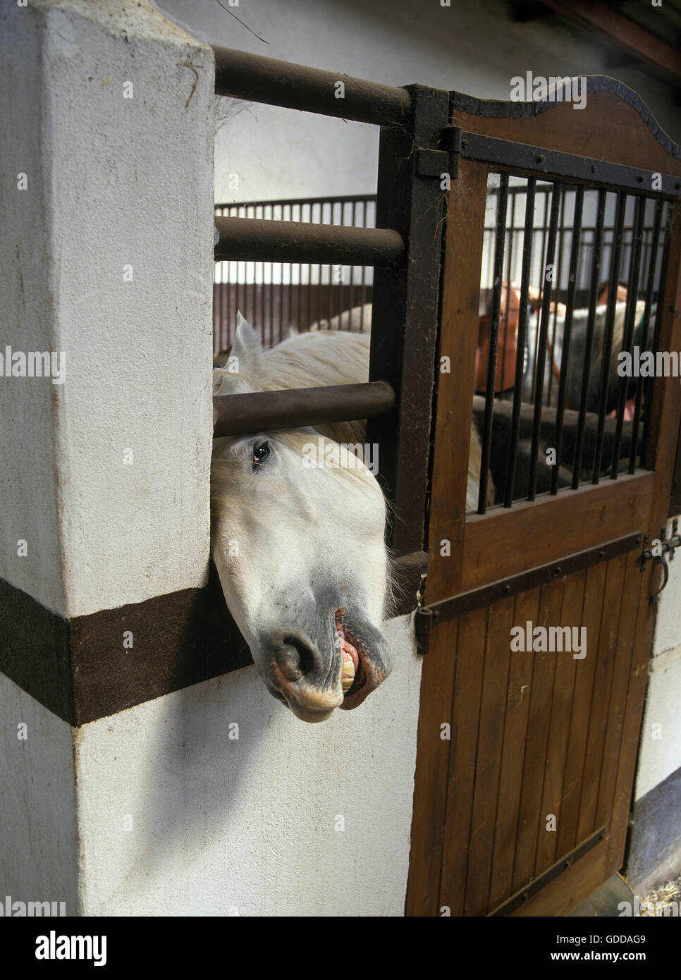 Camarguese Horse at Loose Box Stock Photo