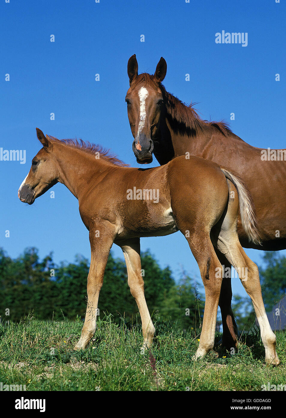 Selle Francais Foal Selle Francais Foal
