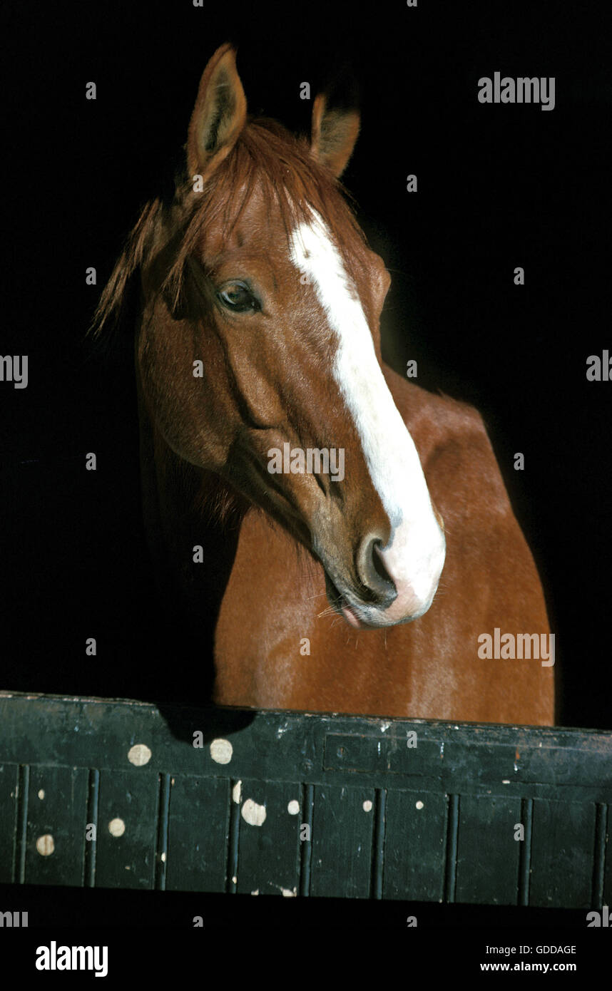 SELLE FRANCAIS HORSE, ADULT STANDING IN HORSE BOX Stock Photo