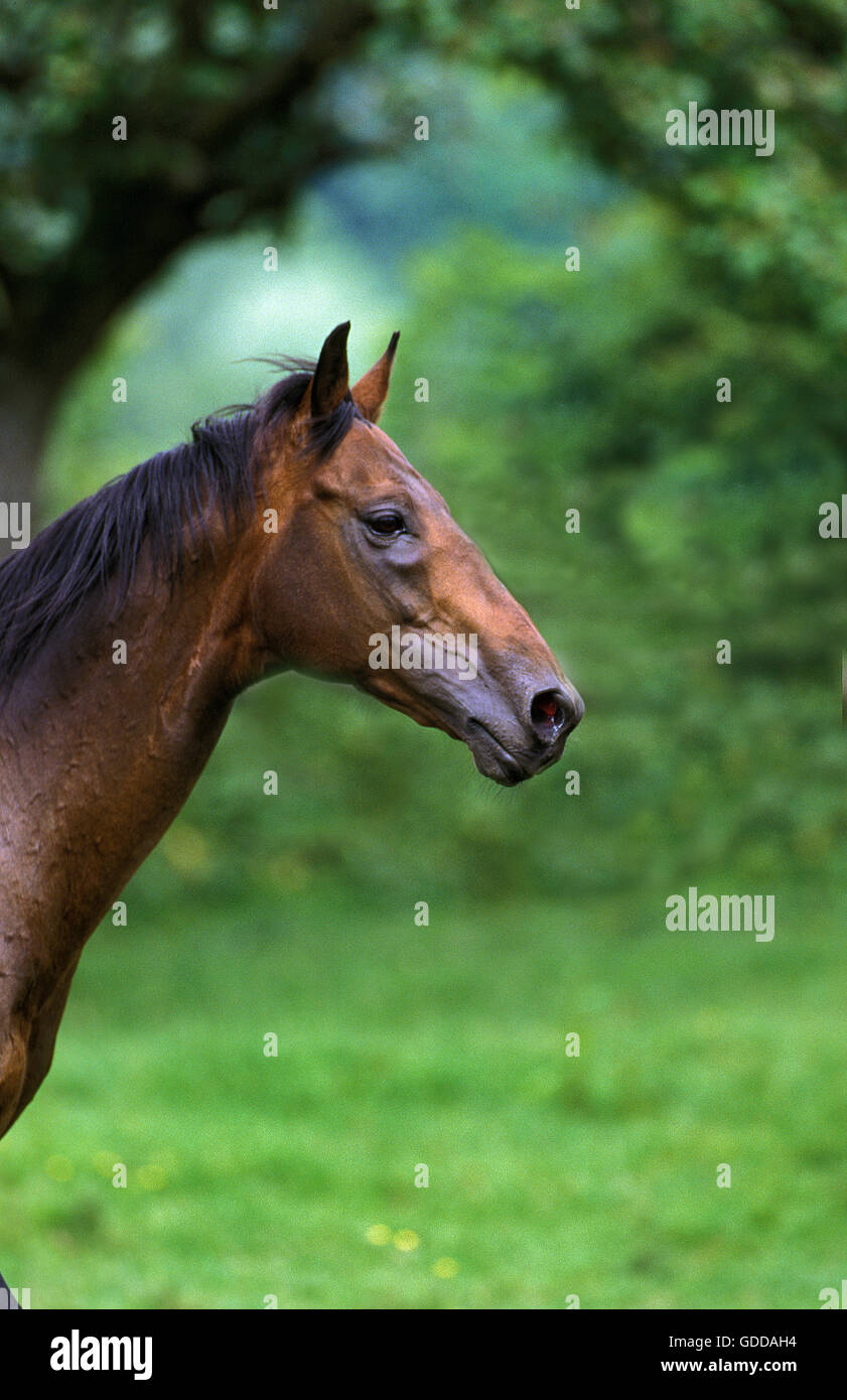 ENGLISH THOROUGHBRED HORSE, PORTRAIT Stock Photo