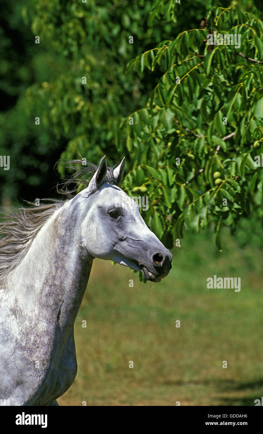Arabian Horse, Portrait of Adult Stock Photo