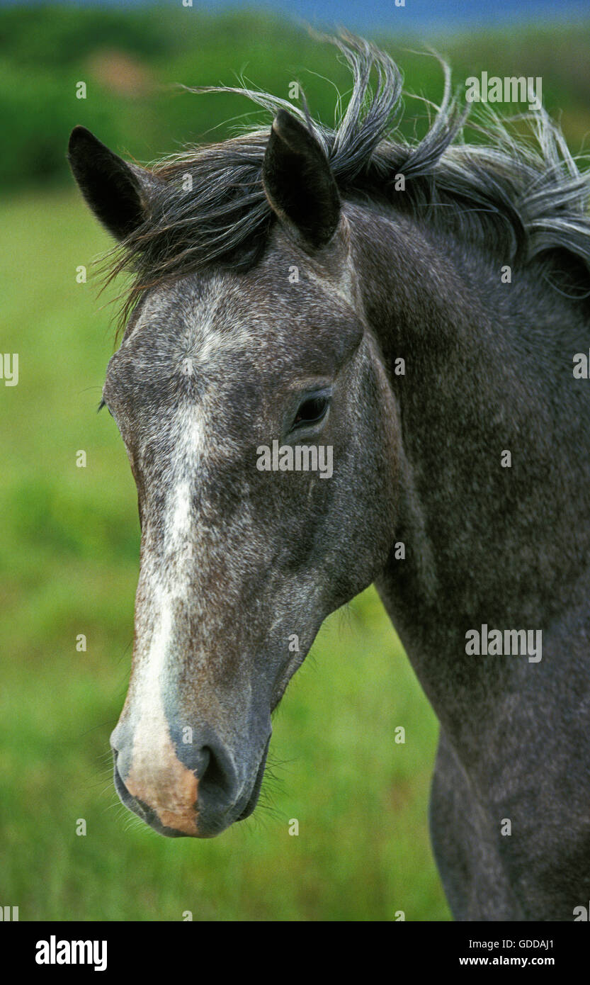 Lipizzan Horse, Portrait of Adult Stock Photo