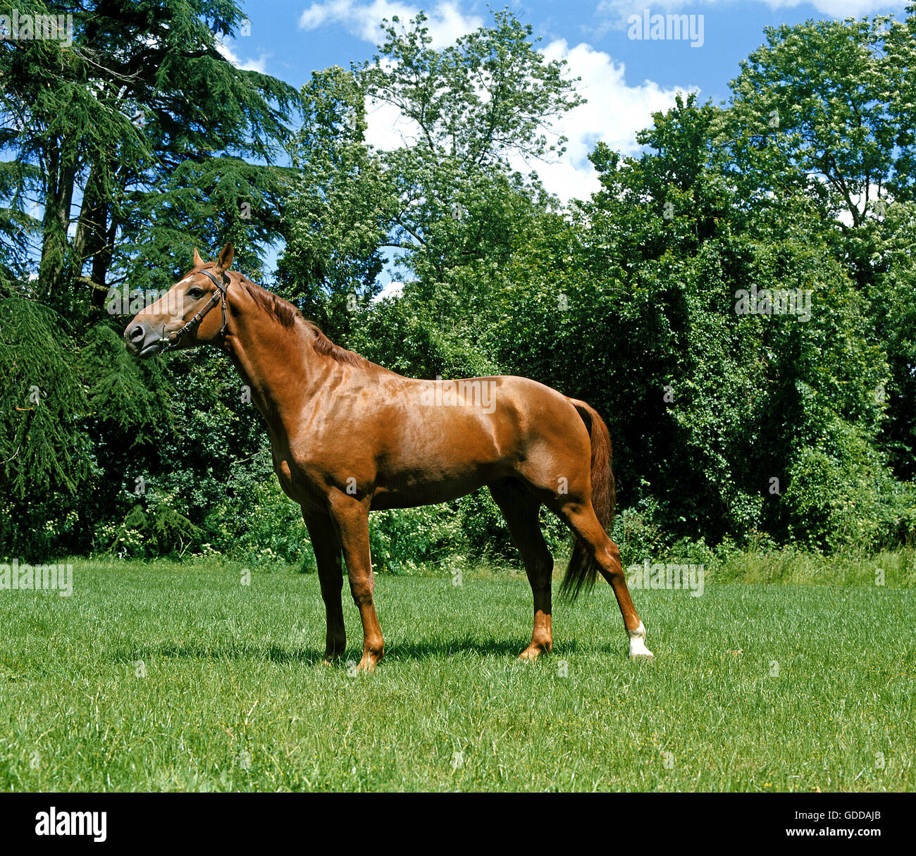 English Thoroughbred Horse, Adult standing on Grass Stock Photo