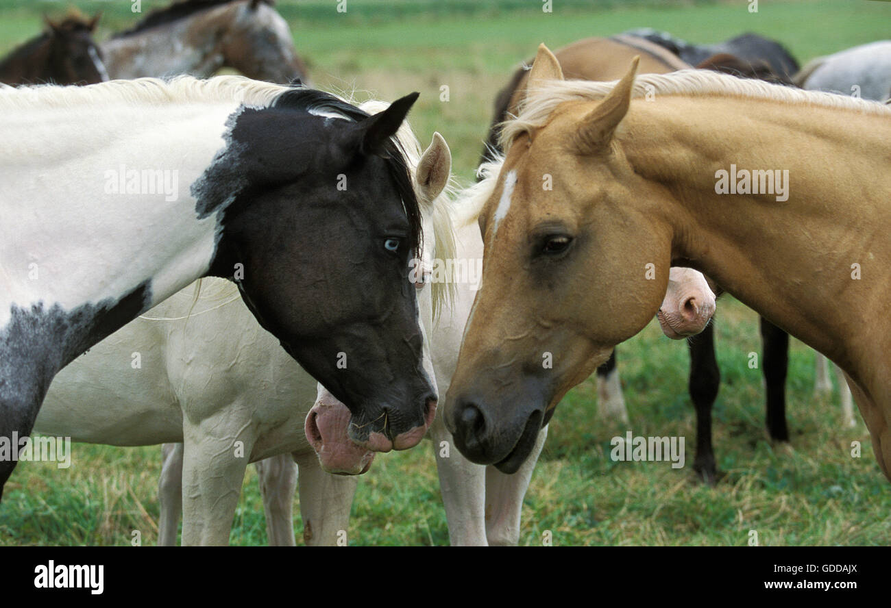 Paint Horse, Heads of Adults Stock Photo
