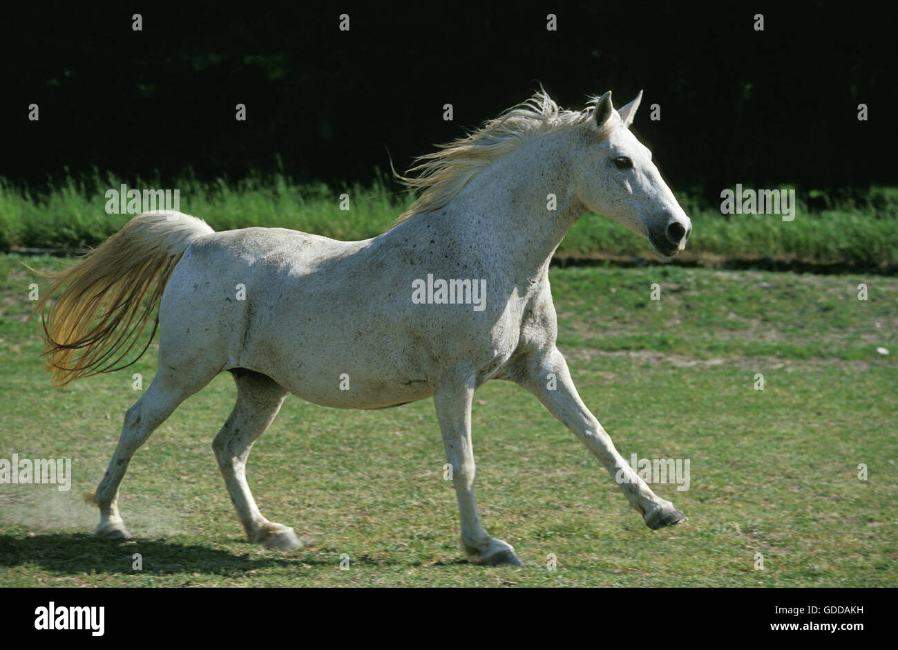 LIPIZZAN HORSE, ADULT GALLOPING IN A PADDOCK Stock Photo