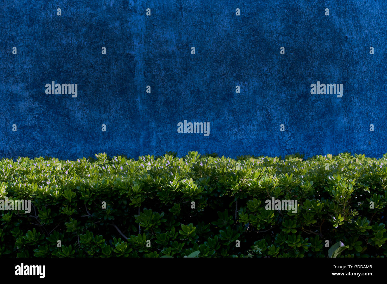 Beautiful Textured Blue Wall with Green Plants in Front Typographic Display Design Space Colorful Vacation Riviera Maya, Mexico Stock Photo