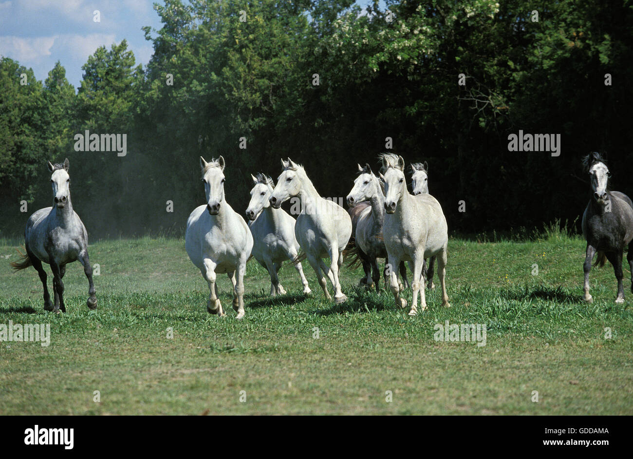 Lipizzan Horses, Herd Galloping through Meadow Stock Photo