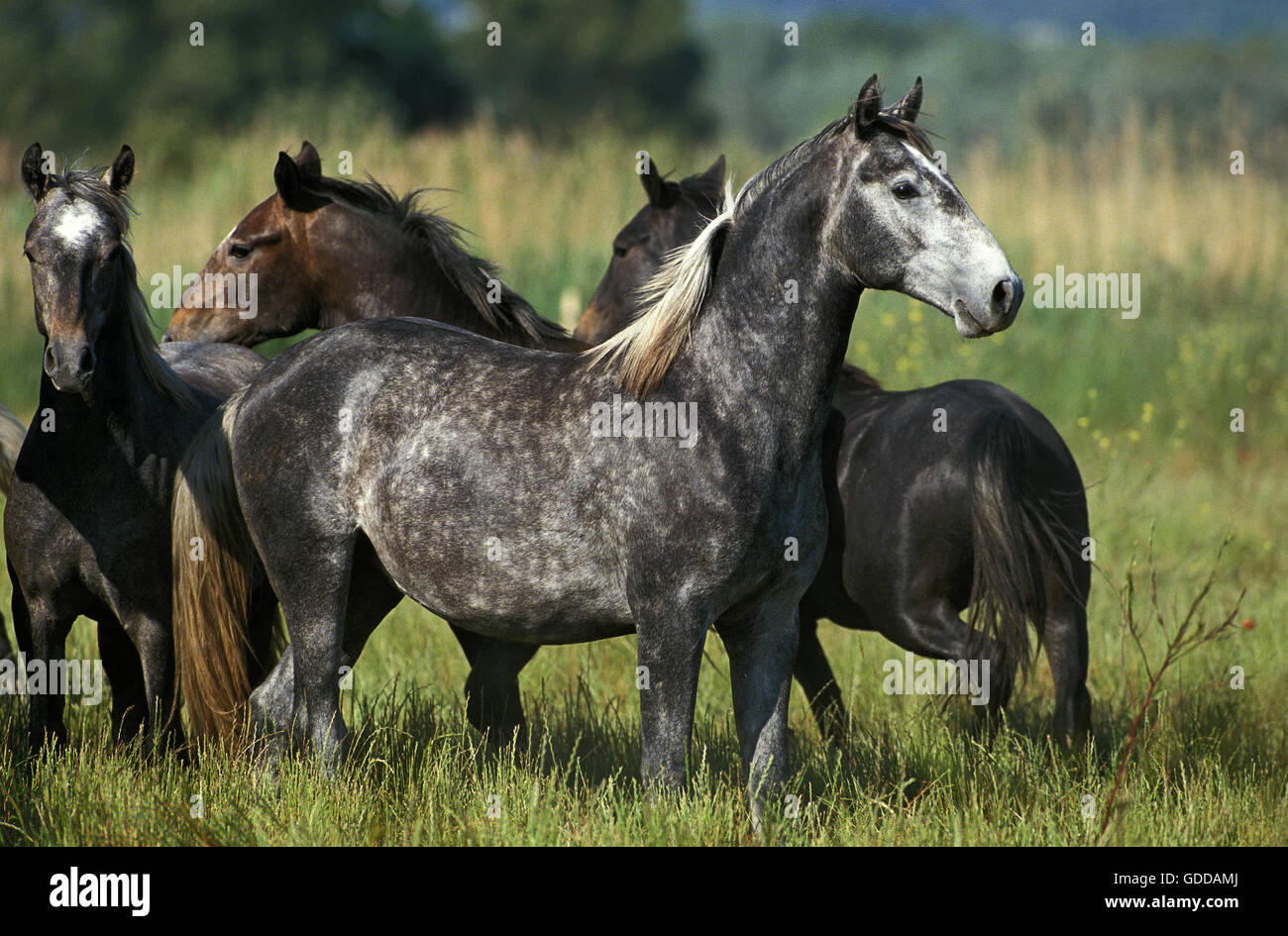 LIPIZZAN HORSE, GROUP STANDING IN MEADOW Stock Photo