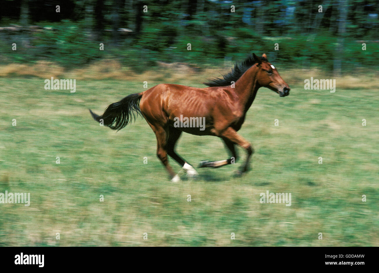 Selle Francais Horse, Adult Galloping through Meadow Stock Photo Alamy
