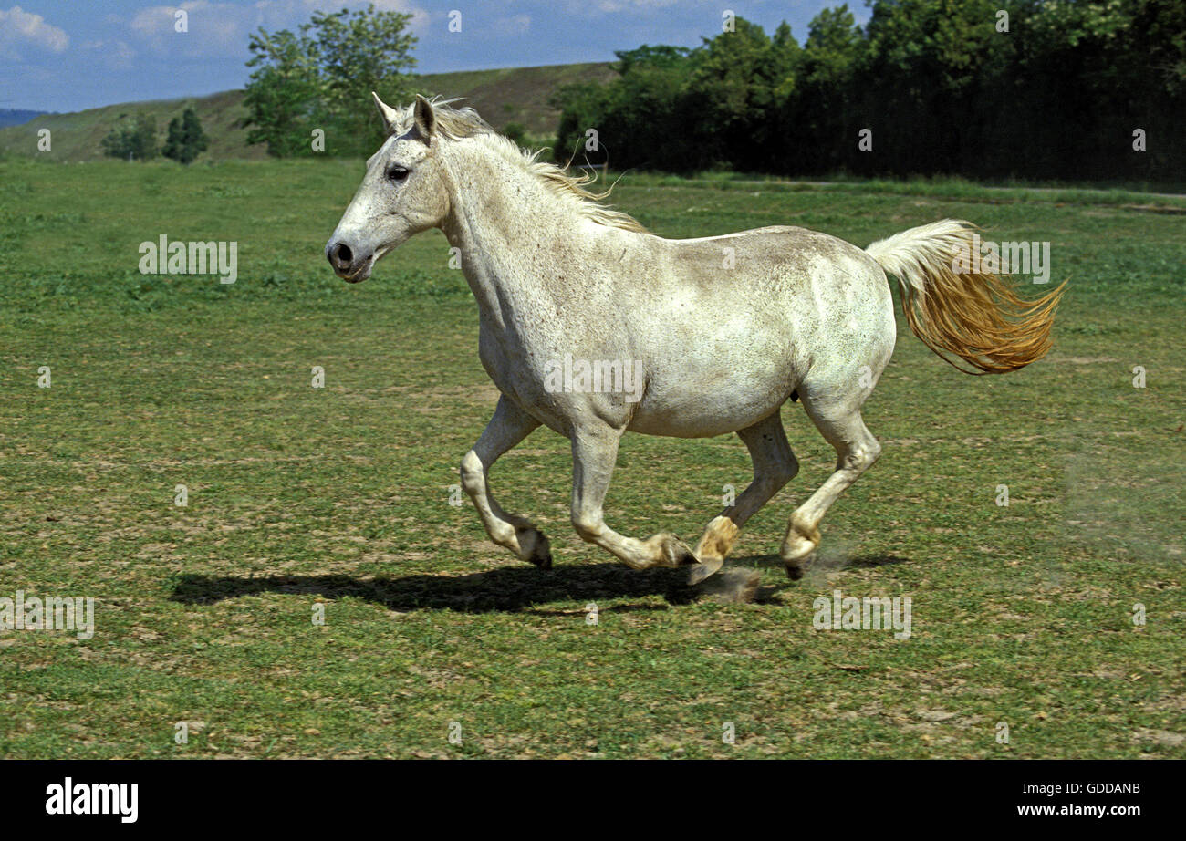 Lipizzan Horses, Adult Galloping through Meadow Stock Photo