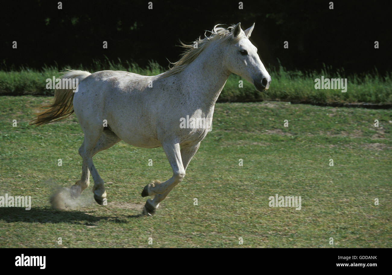 LIPIZZAN HORSE, ADULT GALLOPING IN FIELD Stock Photo