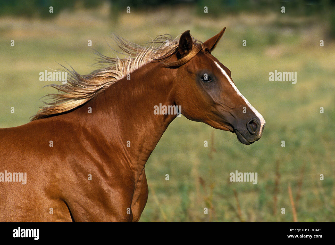 ARABIAN HORSE, PORTRAIT OF ADULT Stock Photo
