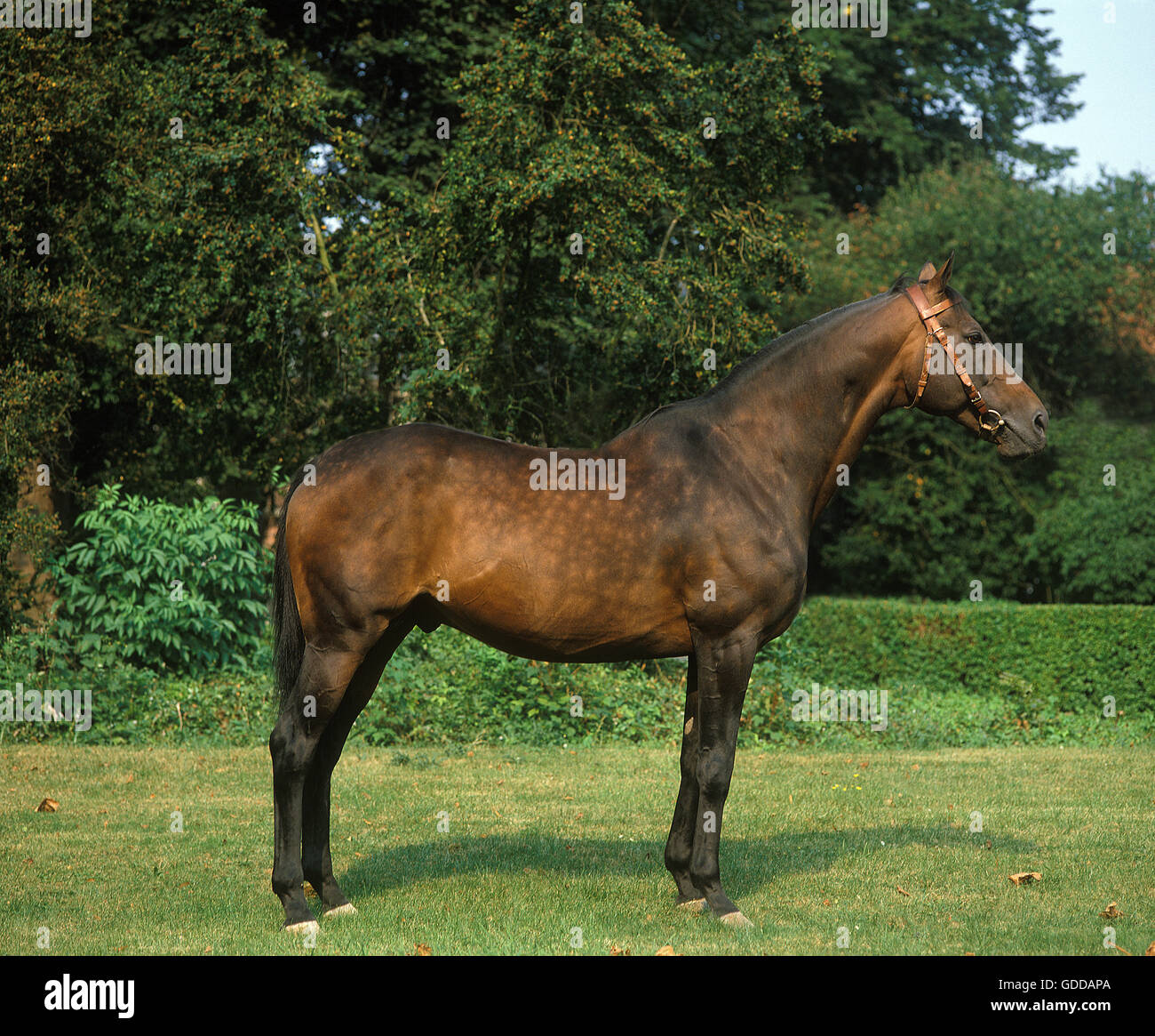 ARABIAN HORSE, STALLION Stock Photo
