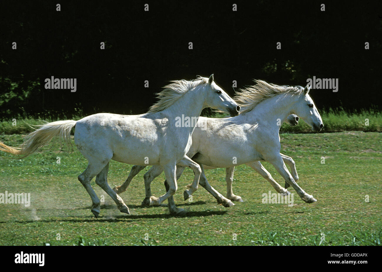 LIPIZZAN HORSE, PAIR GALLOPING THROUGH MEADOW Stock Photo