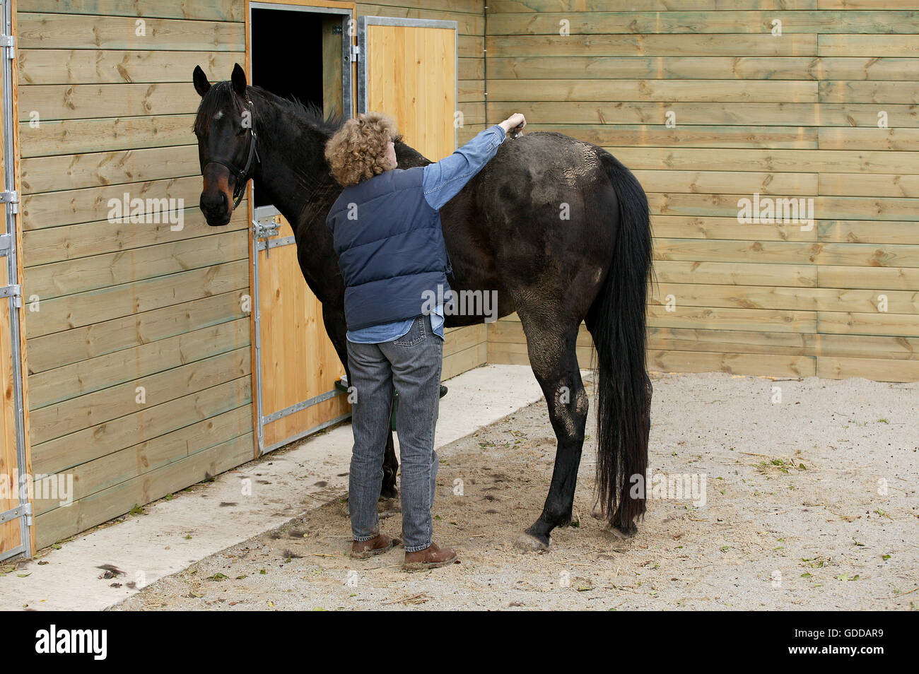 WOMAN WITH ENGLISH THOROUGHBRED HORSE, BRUSHING MUD OFF HORSE COAT WITH