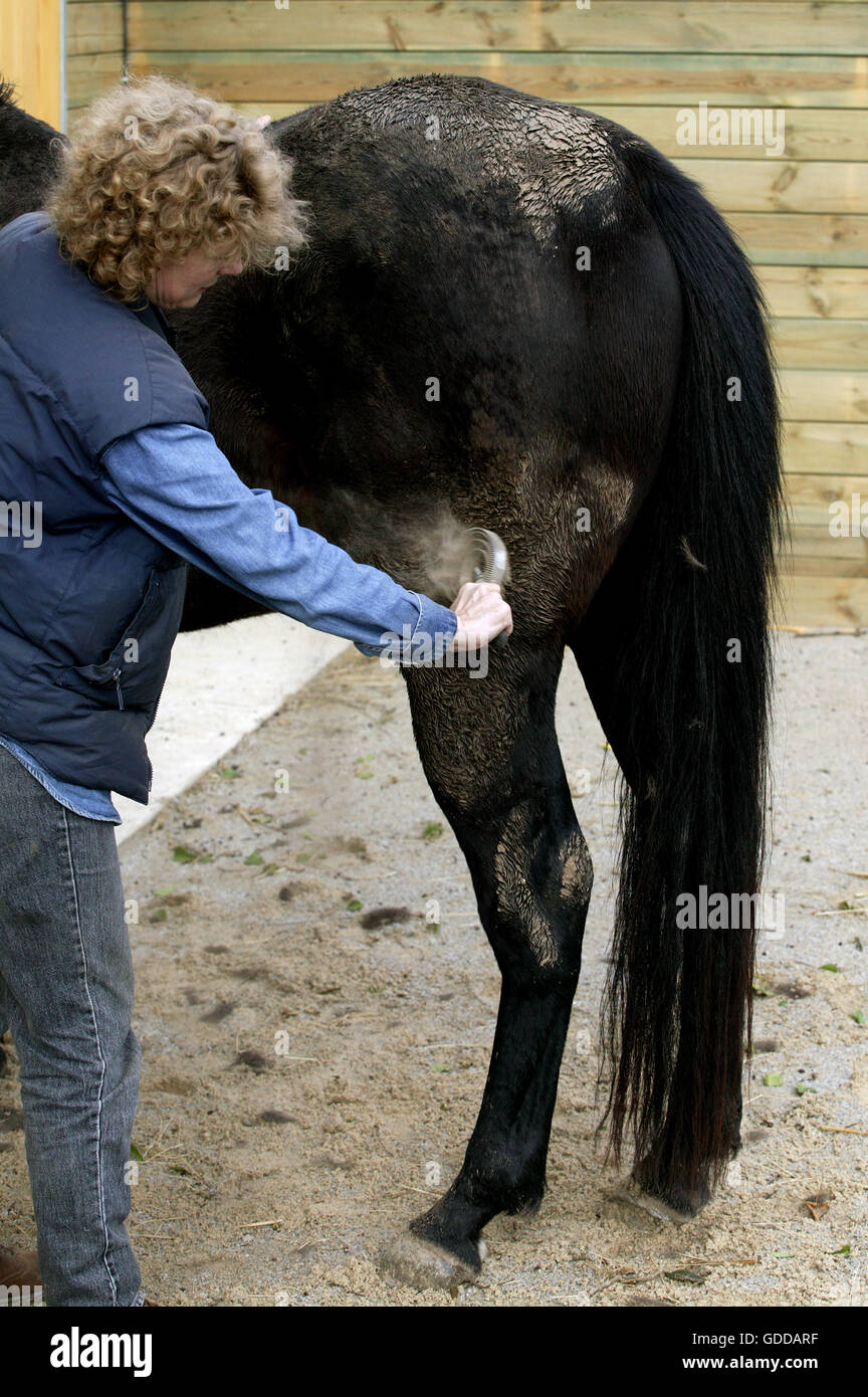 WOMAN WITH ENGLISH THOROUGHBRED HORSE, BRUSHING MUD OFF HORSE COAT WITH