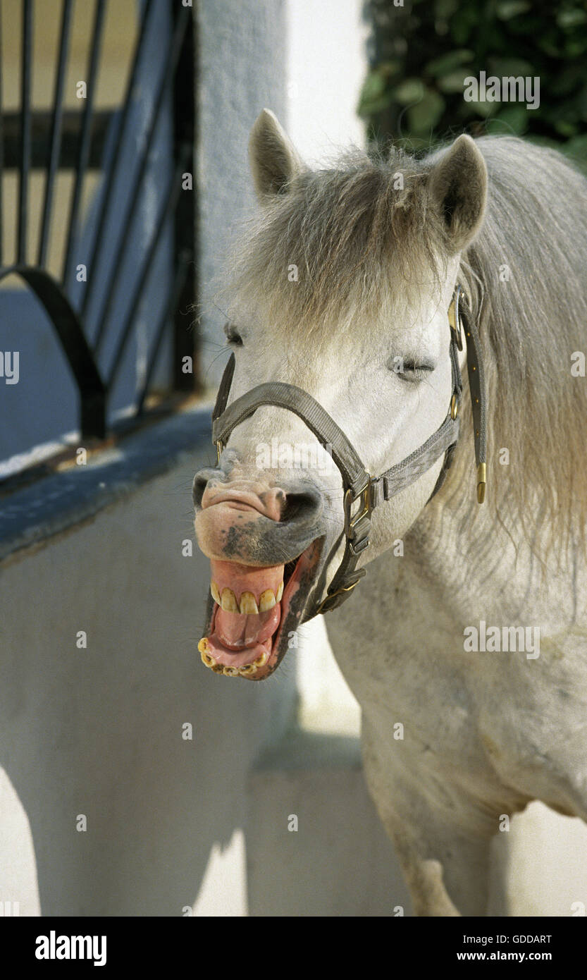 Camargue Horse standing in Loose box, Whinnying Stock Photo