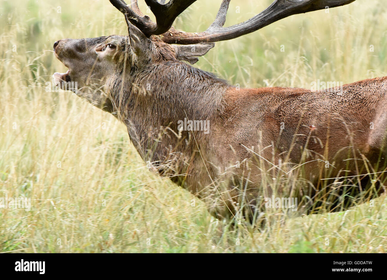 Red deer,rutting season,rut Stock Photo