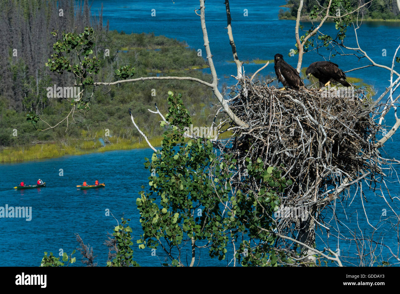 nesting bald eagles and canoeists on Yukon river below nest,Canada Stock Photo