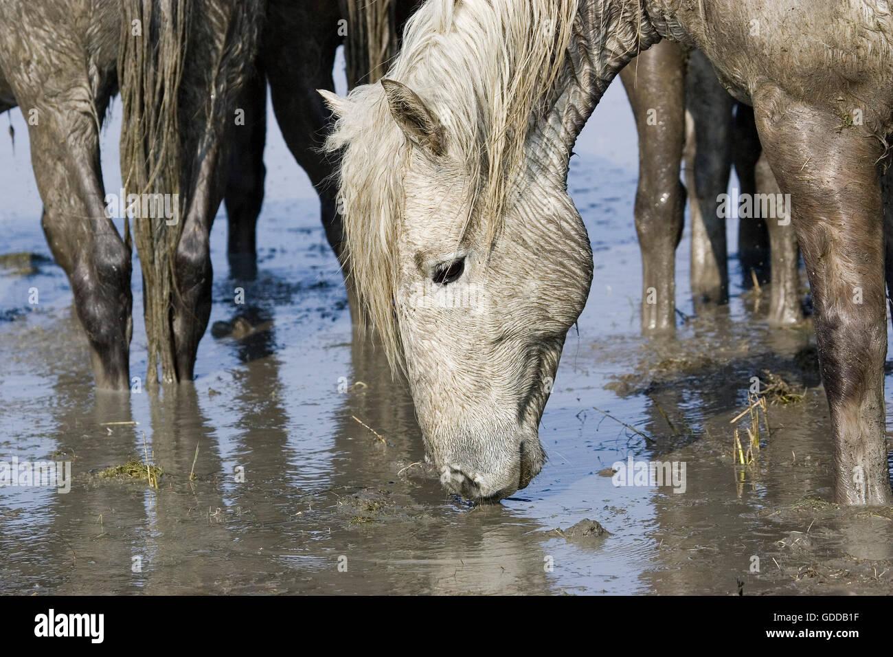 Camargue Horse Drinking at Swamp, Saintes Marie de la Mer in the South