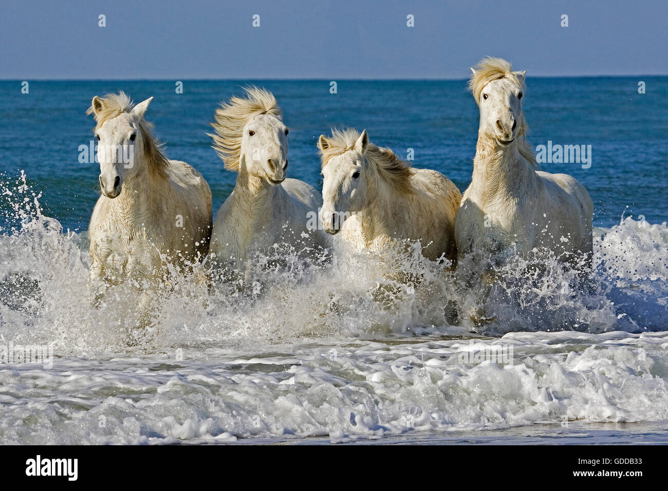 Camargue Horses, Herd Galloping on the Beach, Saintes Marie de la Mer in the South of France Stock Photo