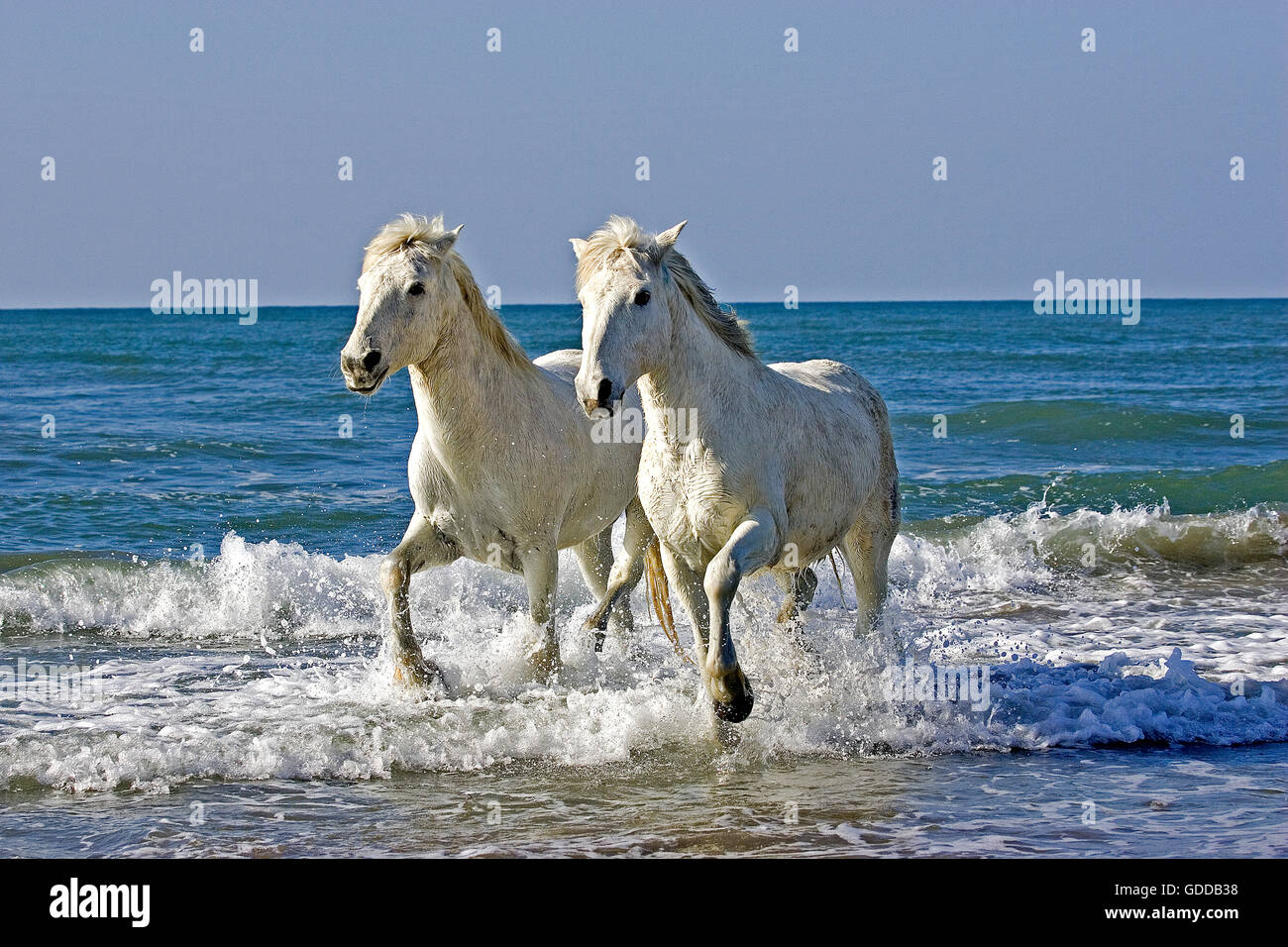 CAMARGUE HORSE, PAIR ON BEACH, SAINTES MARIE DE LA MER IN SOUTH OF FRANCE Stock Photo