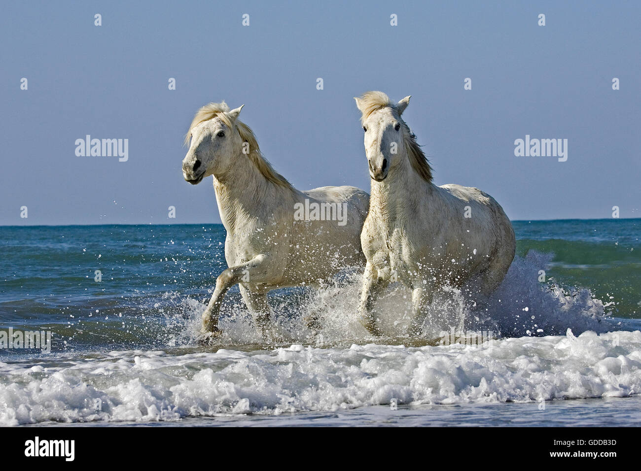 Camargue Horses, Pair Trotting on Beach, Saintes Marie de la Mer in Camargue, South of France Stock Photo