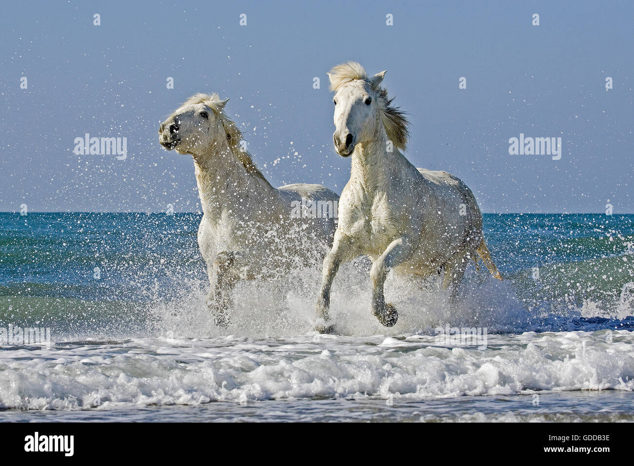 Camargue Horses Galloping on the Beach, Saintes Marie de la Mer in the South of France Stock Photo