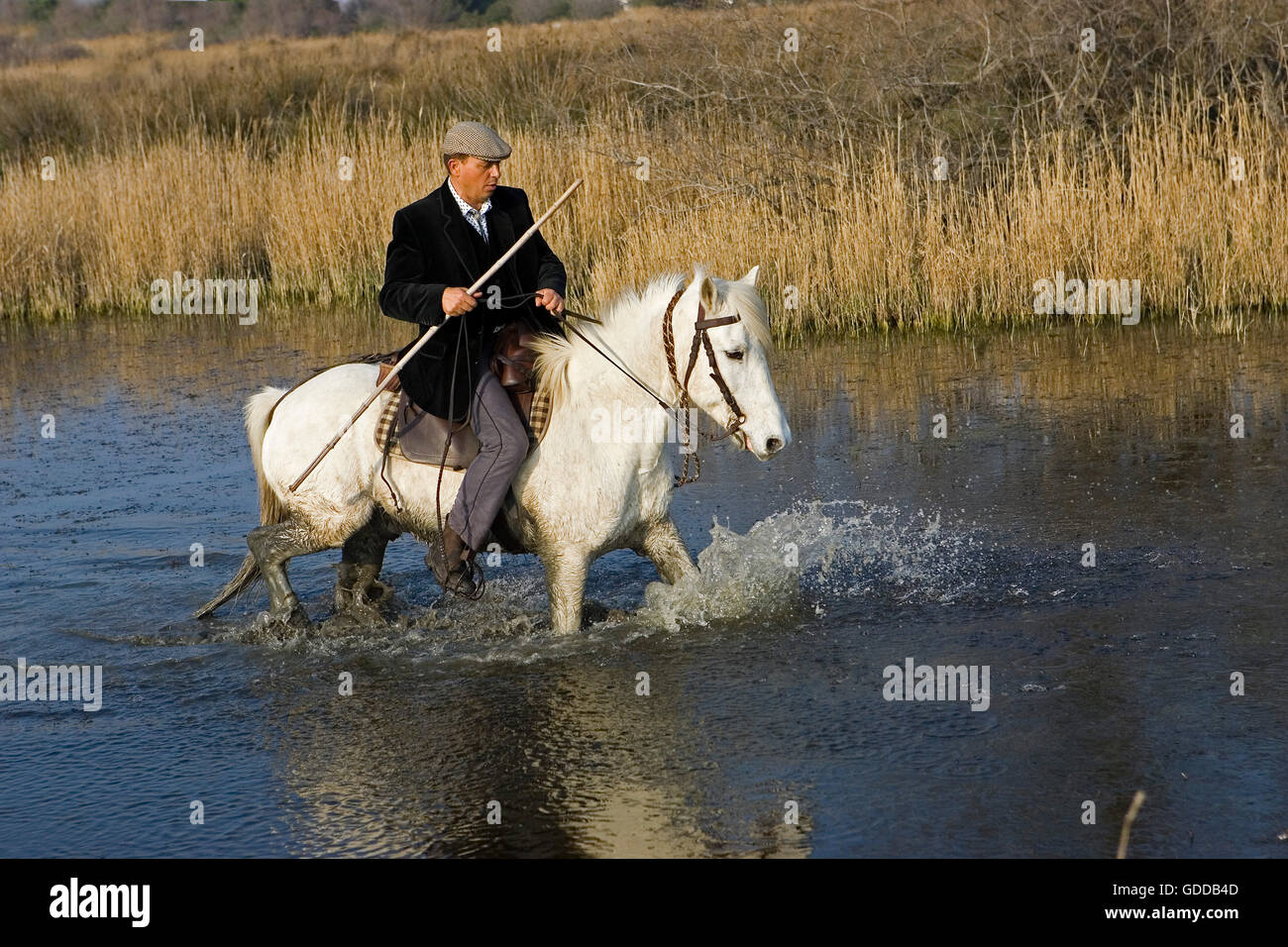 Camargue Horse, Horse with mounted gardian walkinng in Swamp, Saintes Marie de la Mer in Camargue, in the South of France Stock Photo