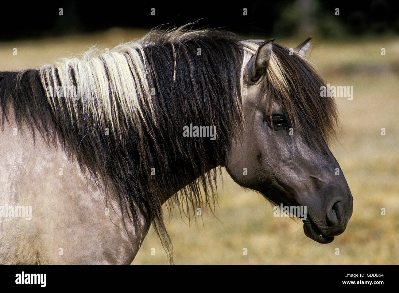 HEAD OF TARPAN HORSE equus caballus gmelini WITH ITS MANE Stock Photo