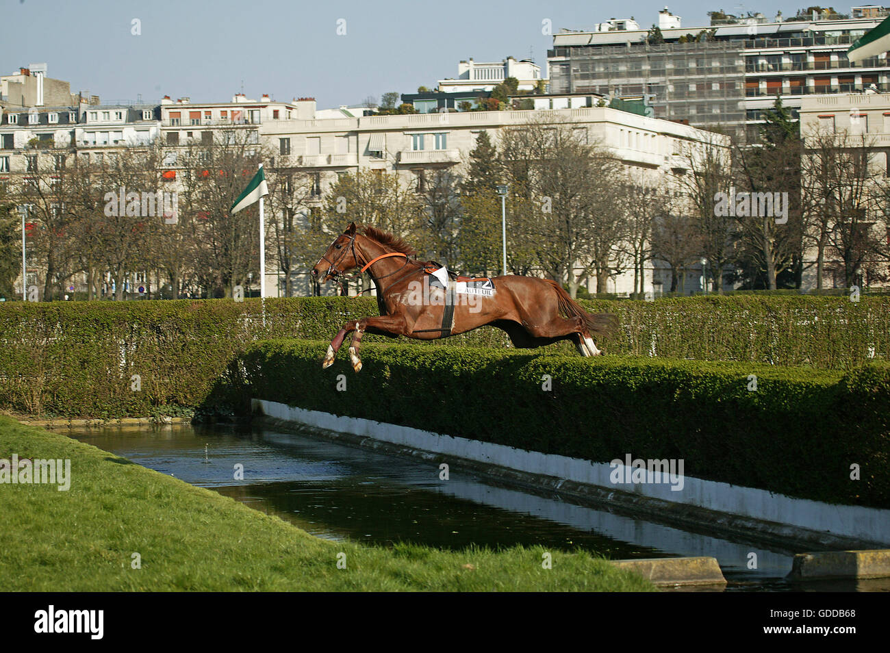 Gallop Horse Race at Auteuil in France, Horse jumping without Jockey Stock Photo