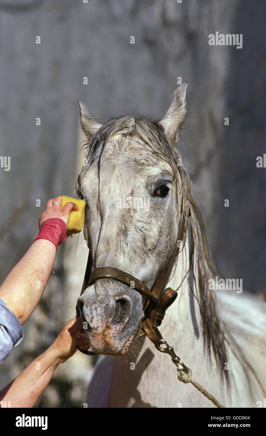 Woman washing her Horse Stock Photo