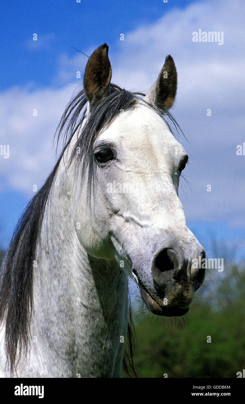 ANDALUSIAN HORSE, HEAD OF STALLION Stock Photo