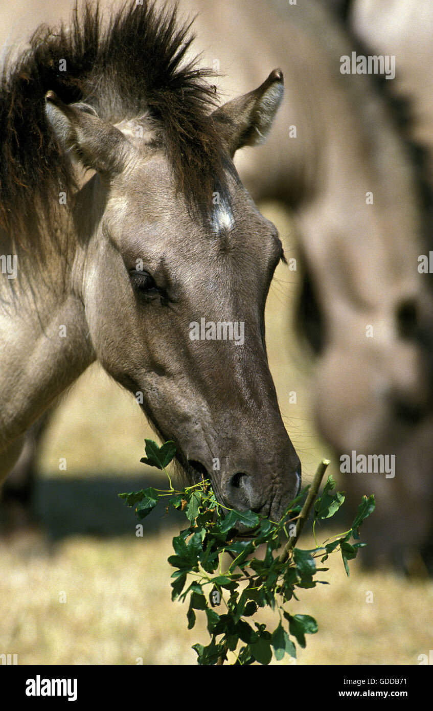 Tarpan Horse, equus caballus gmelini, Foal eating leaves Stock Photo