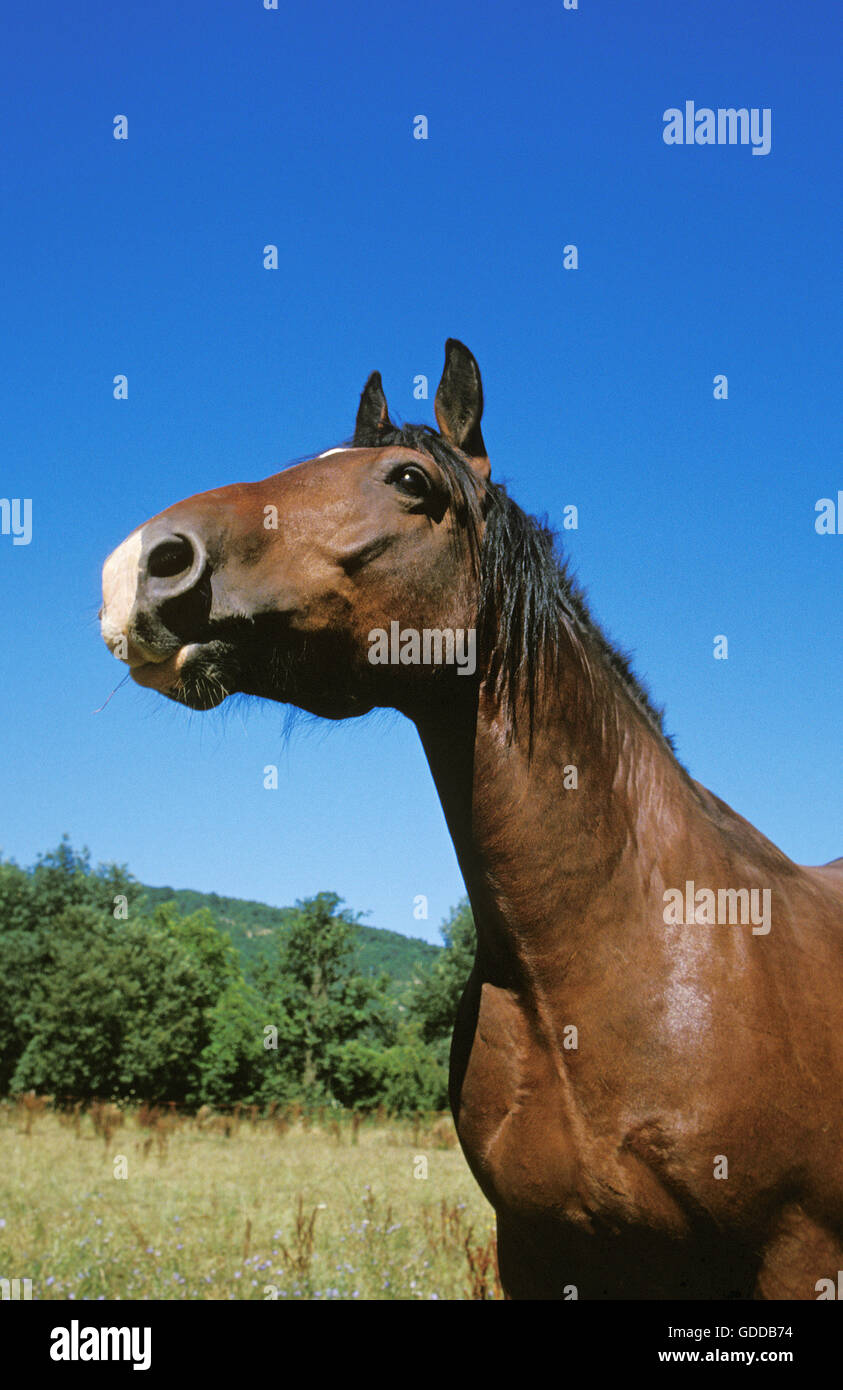 Cob Normand Horse, Portrait of Adult, Normandy Stock Photo