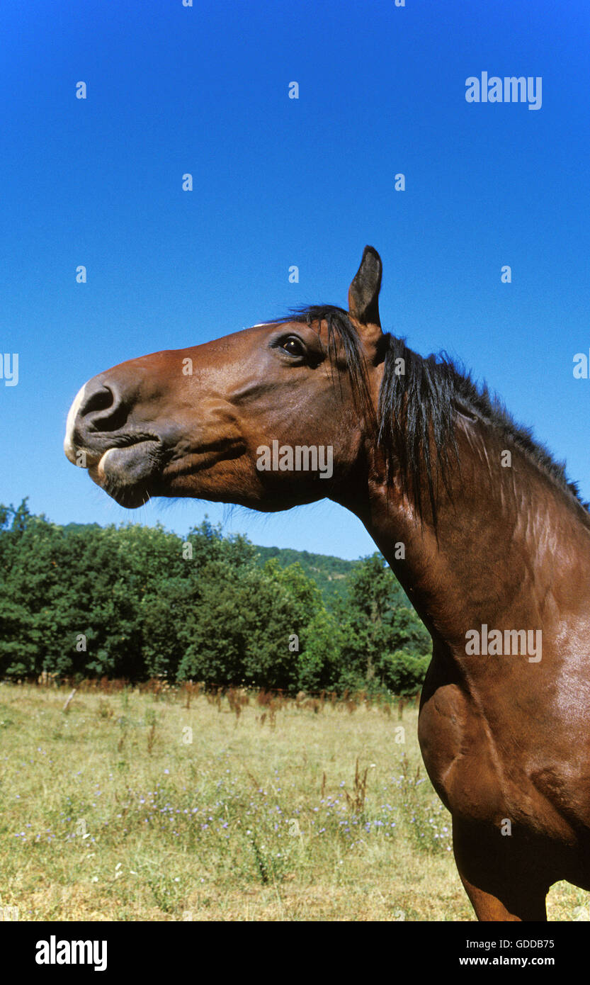 Cob Normand Horse, Draft horse Stock Photo