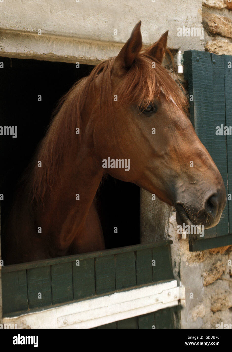 Portrait of Horse at Stable Stock Photo
