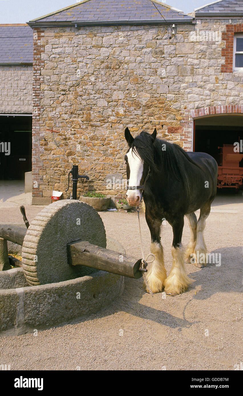 SHIRE, HORSE USED TO WORK AT PRESS Stock Photo