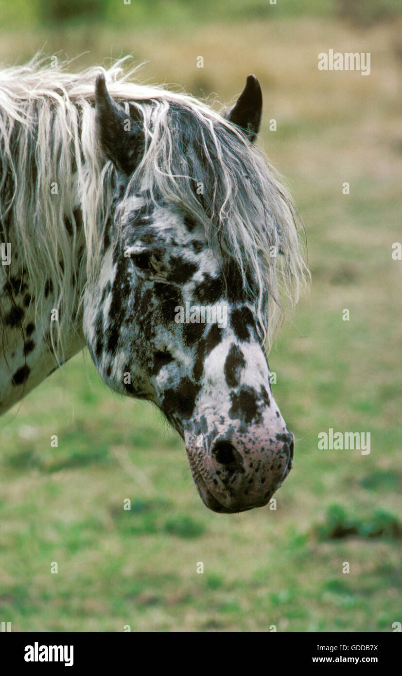 Knabstrup Horse, Portrait Stock Photo
