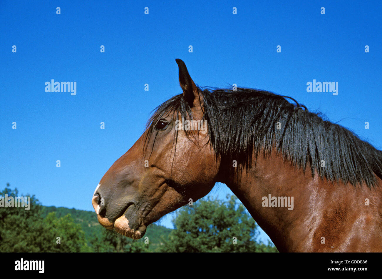 COB NORMAND HORSE, PORTRAIT OF ADULT Stock Photo