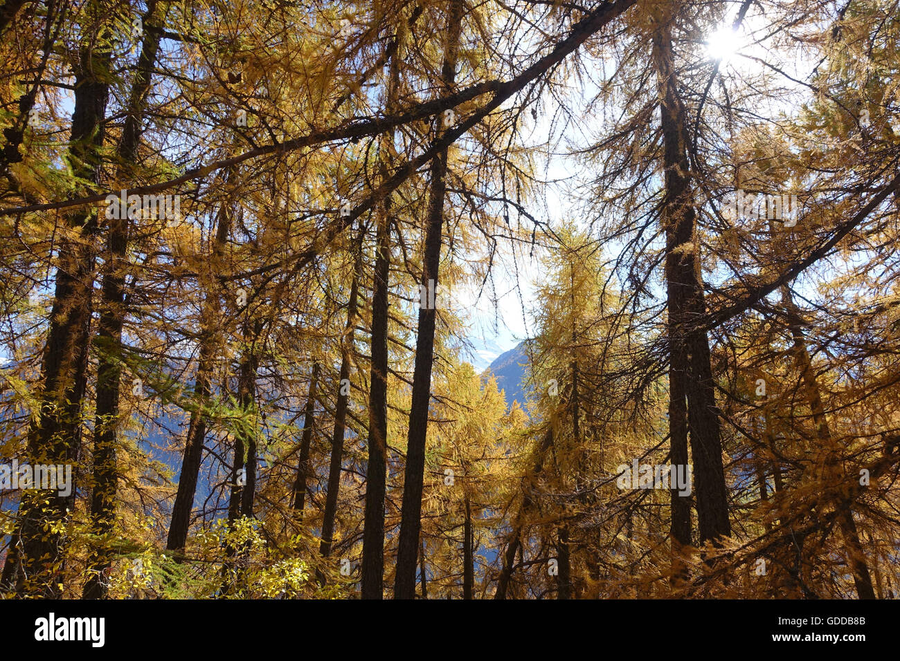 Switzerland,Europe,Valais,Mund,wood,forest,Salwald,larches,autumn Stock Photo