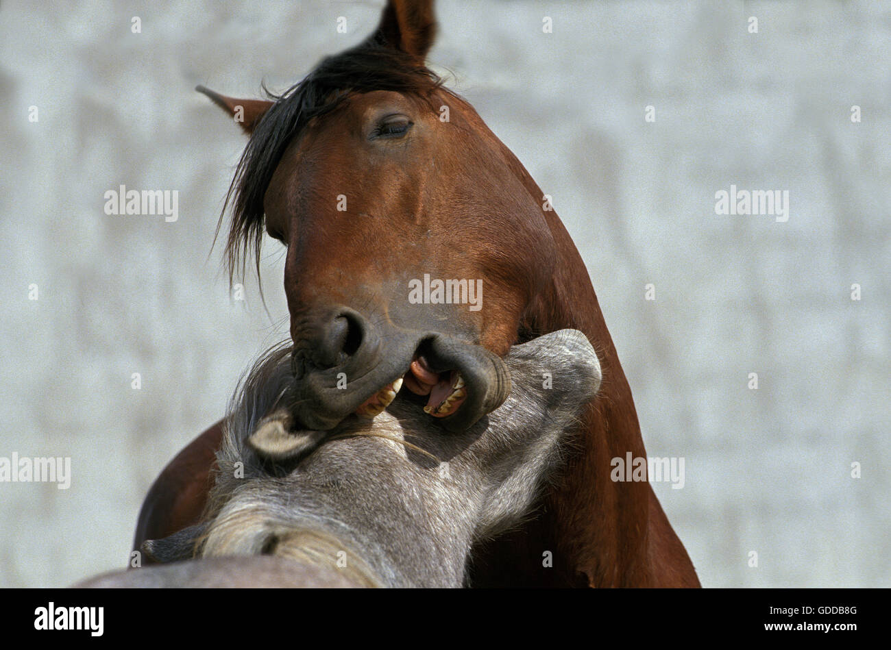 HORSES, ADULTS PLAYING Stock Photo