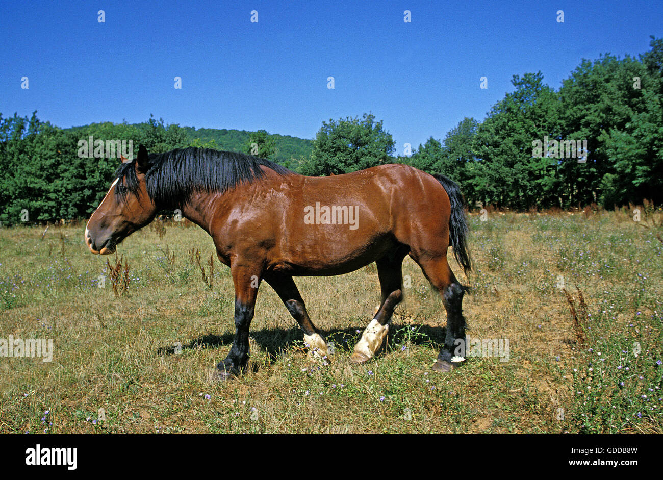 COB NORMAND HORSE, ADULT STANDING ON GRASS Stock Photo