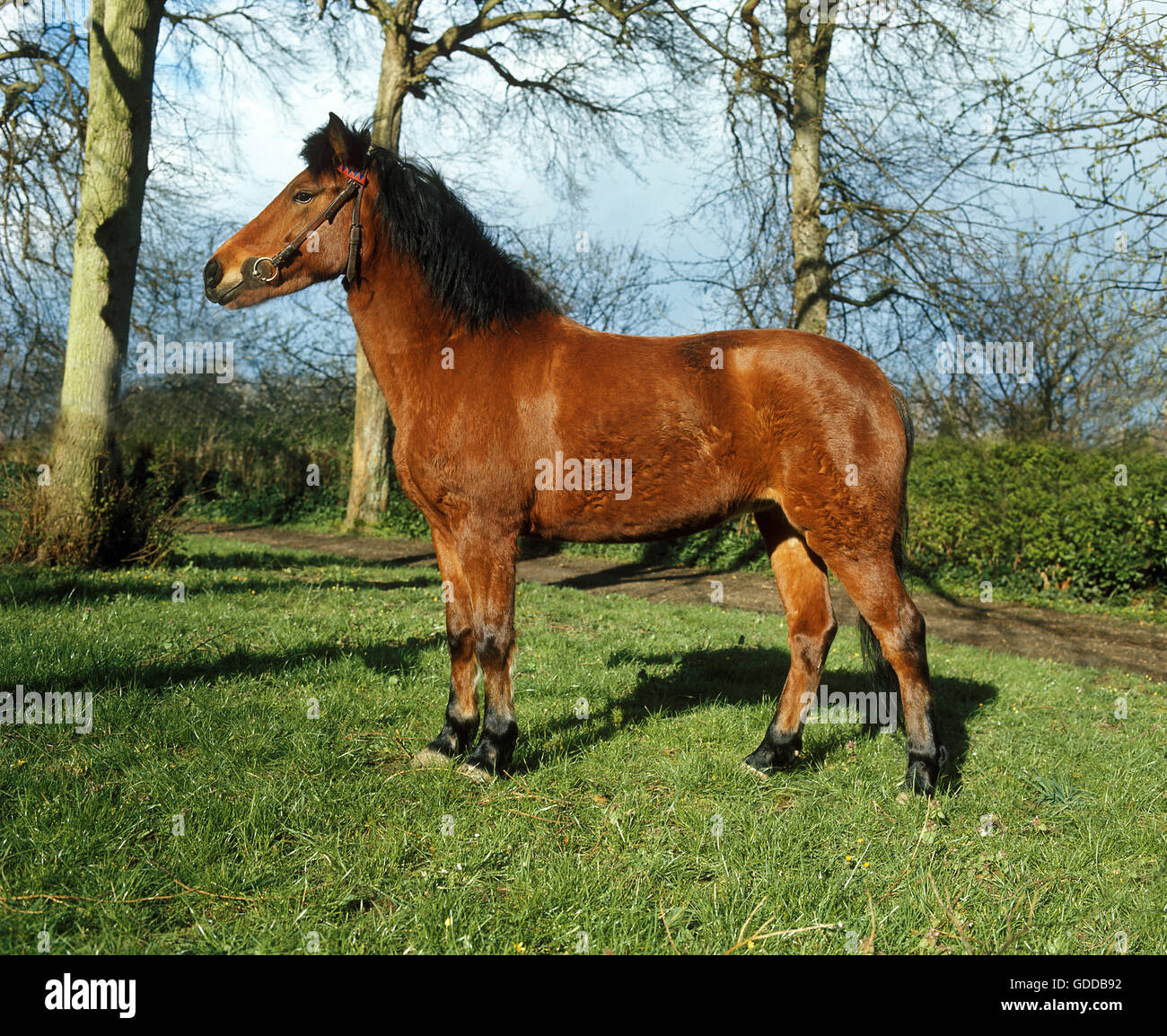 New Forest Pony, Adult standing on Grass Stock Photo