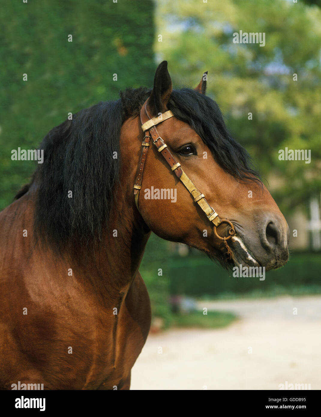 Ardenese Horse, Portrait, Haras de Compiegne in France Stock Photo