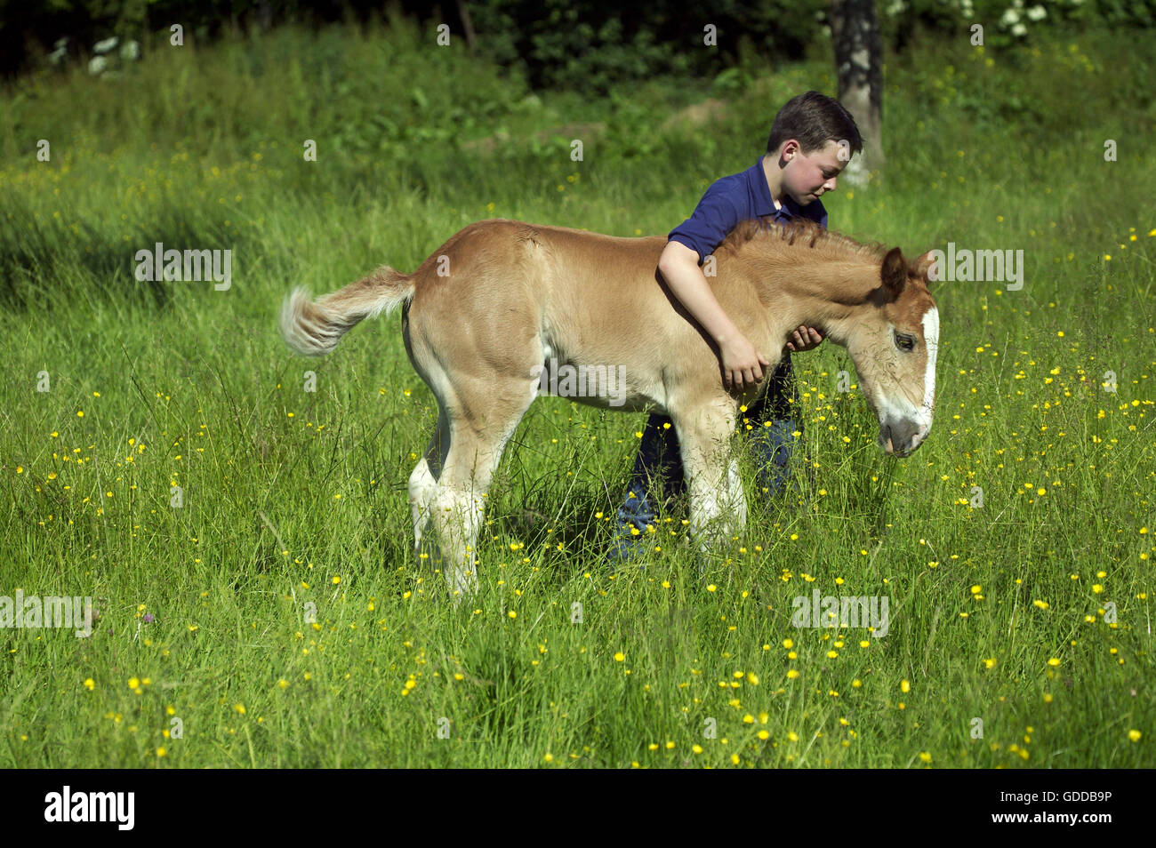 Boy With a Foal of Norman Cob, Normandy Stock Photo