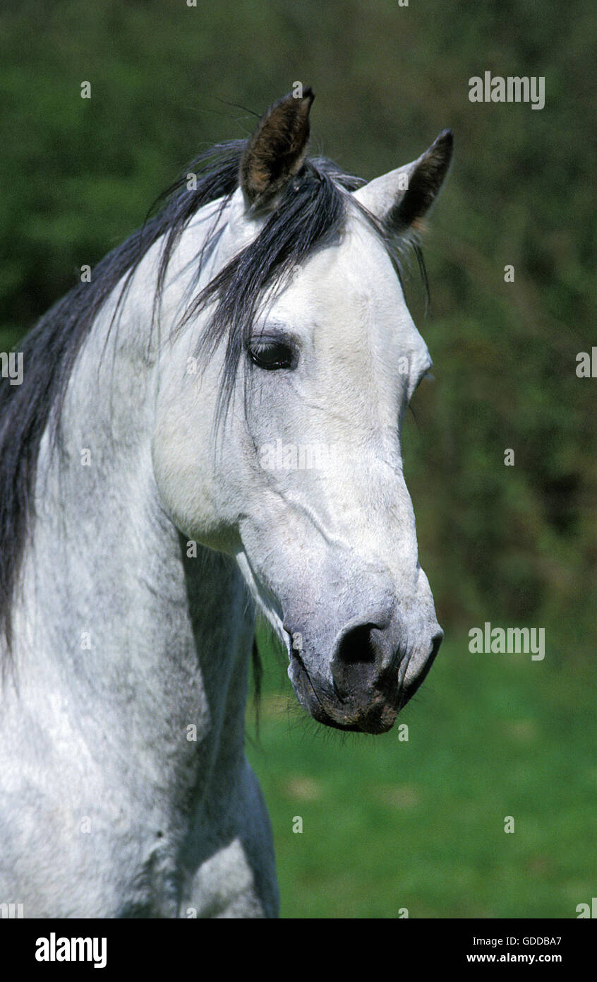 Andalusian Horse, Portrait of Stallion Stock Photo